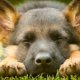 History of the German Shepherd