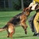 How to Training a German Shepherd Dog?