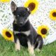 Lab German Shepherd mix for Sale