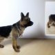 Miniature German Shepherd