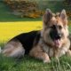 Pics of Alsatian dogs