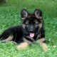 Pics of German Shepherd puppies for sale