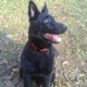 Pictures of all black German Shepherds