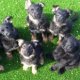 Pictures of German Shepherd puppies