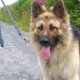 Pictures of long haired German Shepherds