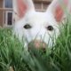 Puppy White German Shepherd