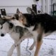 Pure German Shepherd puppies