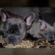 Purebred German Shepherd puppies for adoption