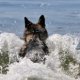 Sable German Shepherd pictures