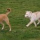 Shepherd mix Dogs