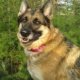 Things to know about German Shepherds