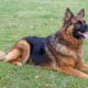 Types of German Shepherd dogs