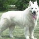 White Alsatian Dogs for sale