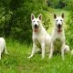 White German Shepherd Dog