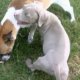 White German Shepherd puppies Rescue