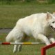 White German Shepherd training