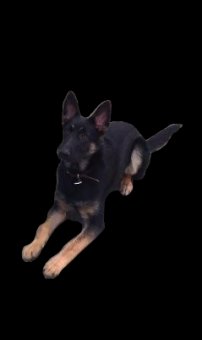 Protection Dogs For Sale. Protection Dogs For Sale.