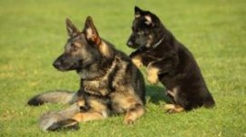 Puppy and adult German shepherds © istockphoto