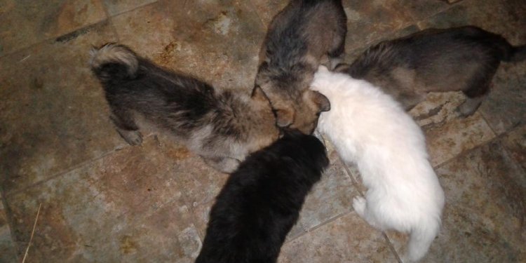 Pure White German Shepherd puppies for sale