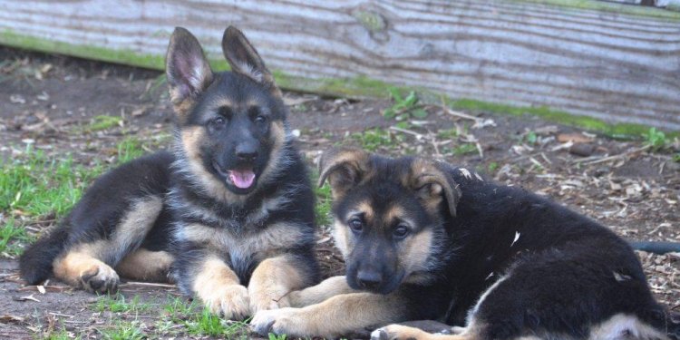 German Shepherd breeders Near me
