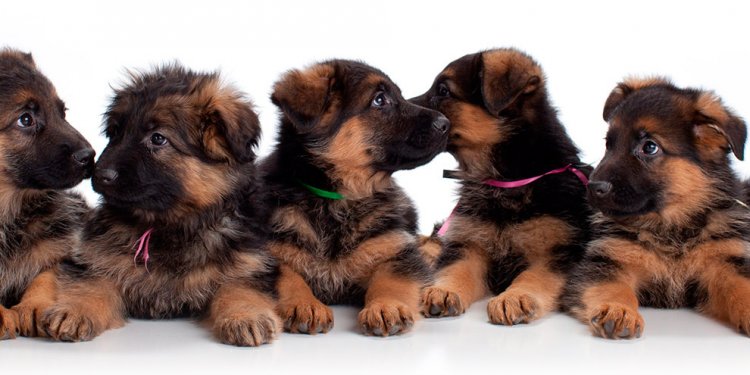 Local German Shepherd breeders