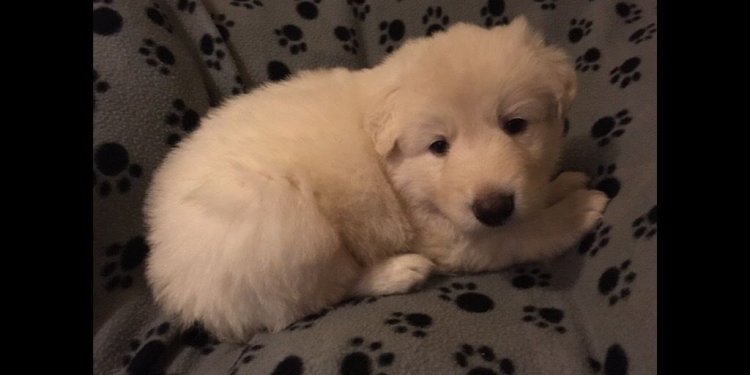 KC registered German Shepherd puppies