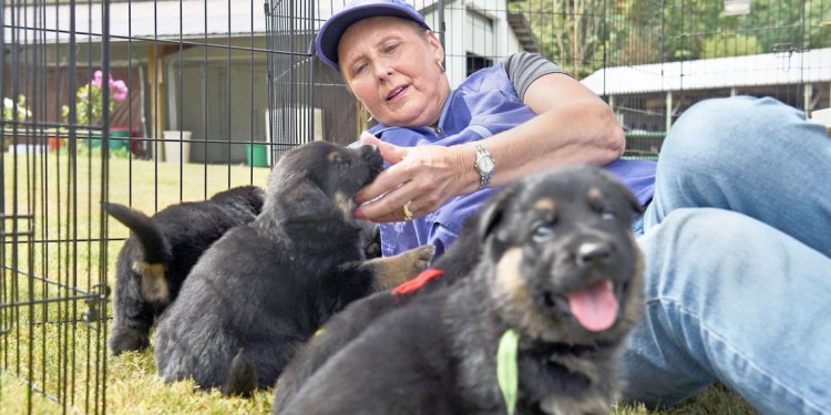 Black and gray German Shepherd