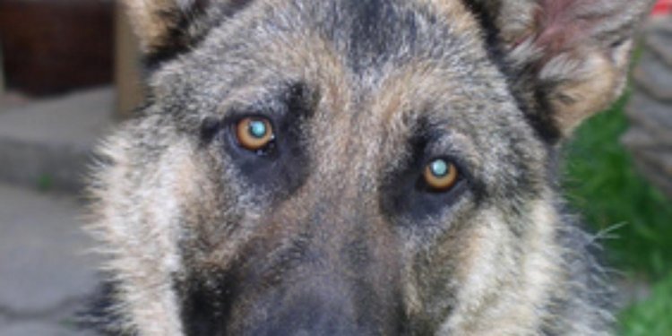 Retired German Shepherd police dogs for adoption