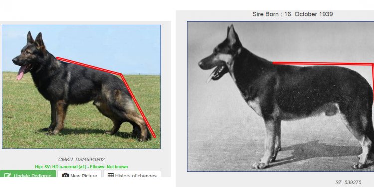 German Shepherd Dog Pedigree Database