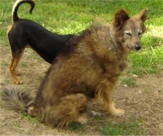 Sacchetto the Coydog is sitting outside in a dirt patch in the field with a Doberman dog next to her.