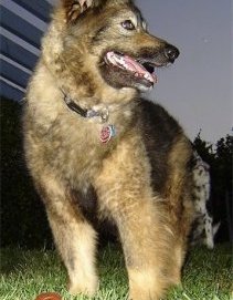 Sacchetto the Coydog is standing outside at night and looking to the right