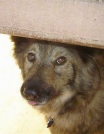 Sacchetto the Coydog is walking under a concrete bar. A little bit of her tongue is showing