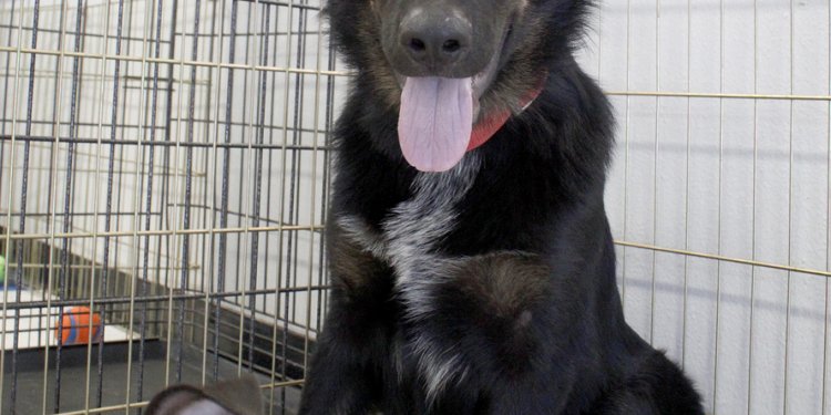 White German Shepherds for Adoption