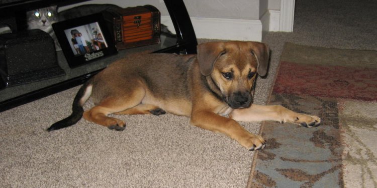 German Shepherd mix temperament