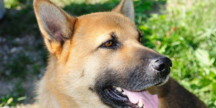 Images of Shepherd