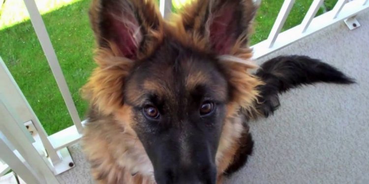 Short haired German Shepherd puppies