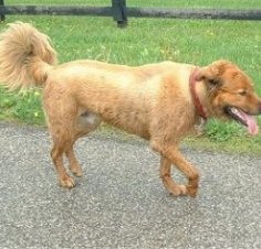 Side view - A panting, wet tan German Shepherd/German Spitz mix is wearing a red collar walking across a black top surface. Its front paw is in the air and its tail us curled up and fringed out with longer hair. There is a wooden fence along the side of the road.