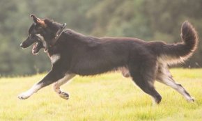 Side view action shot - A black and tan shepherd dog running across grass.