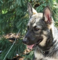 Side view head shot - a gray and tan shepherd puppy wearing a choke chain collar sitting in front of an evergreen tree.