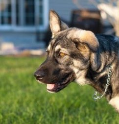 Side view head shot - a gray and tan shepherd puppy wearing a choke chain collar standing in front of a gray house out in a grassy yard. The dog has bright golden brown eyes. One of its ears is up and the other is flopped over to the side.