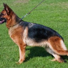 VA Siegerin Red and Black German shepherd puppies