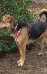 Story the black and tan Euro Mountain Sheparnese is wearing a pink harness standing in dirt next to a chain link fence that is covered in vines