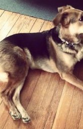 Story the black and tan Euro Mountain Sheparnese is laying on a hardwood floor and looking forward