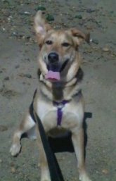 Story the Euro Mountain Sheparnese is standing on a beach and there are rocks behind it. One of her ears is down and one is up. Her mouth is open and tongue is out