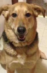 Story the tan and black Euro Mountain Sheparnese is sitting on a tiled floor and looking up. Her mouth is open. It looks like she is smiling