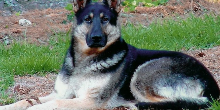 White GSD Dog