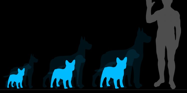 Life expectancy of German Shepherd mix