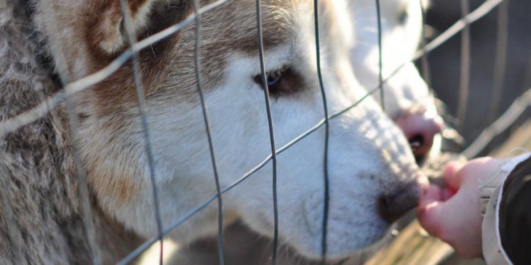 Dogs with good temperament