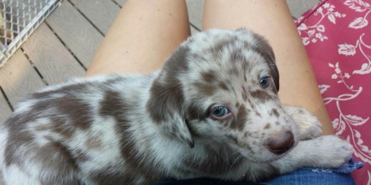 Shepherd Lab puppies for sale