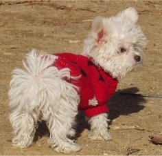 The backside of a fluffy, white Maltese/Toy poodle that is standing in dirt and it is looking to the right. It is wearing a red sweater.